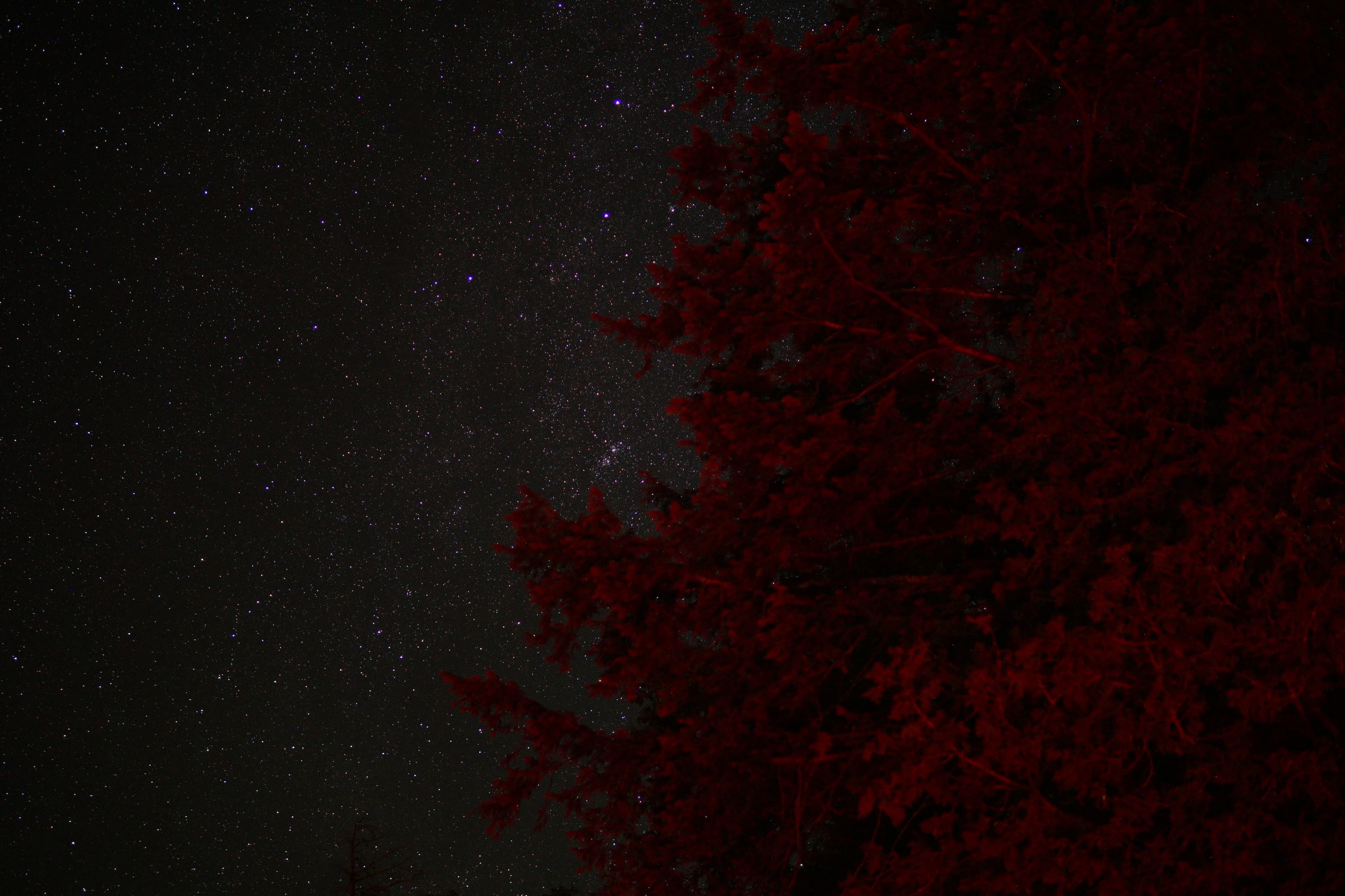 Red tree, night sky