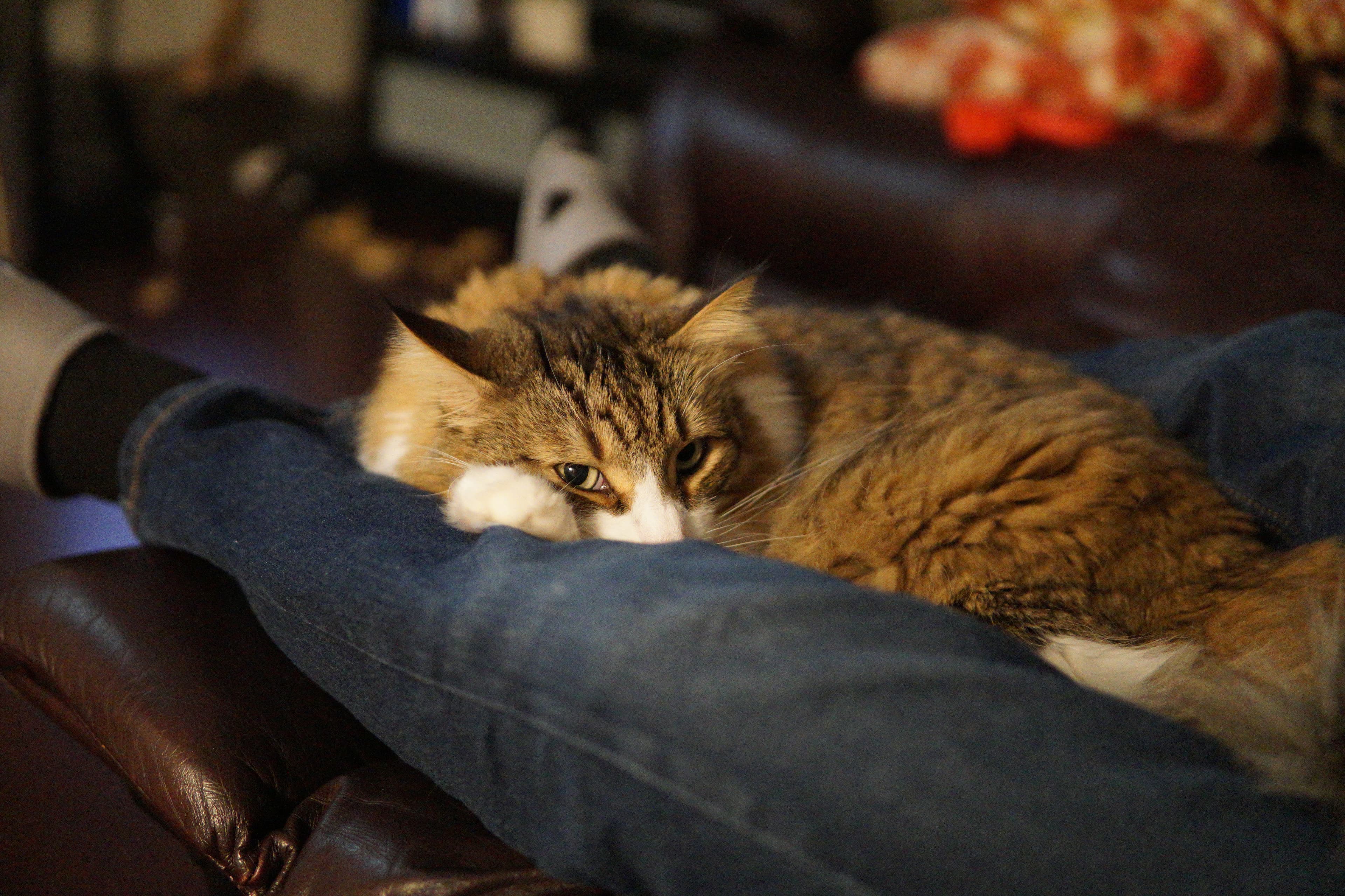 The cat sleeping on my dad